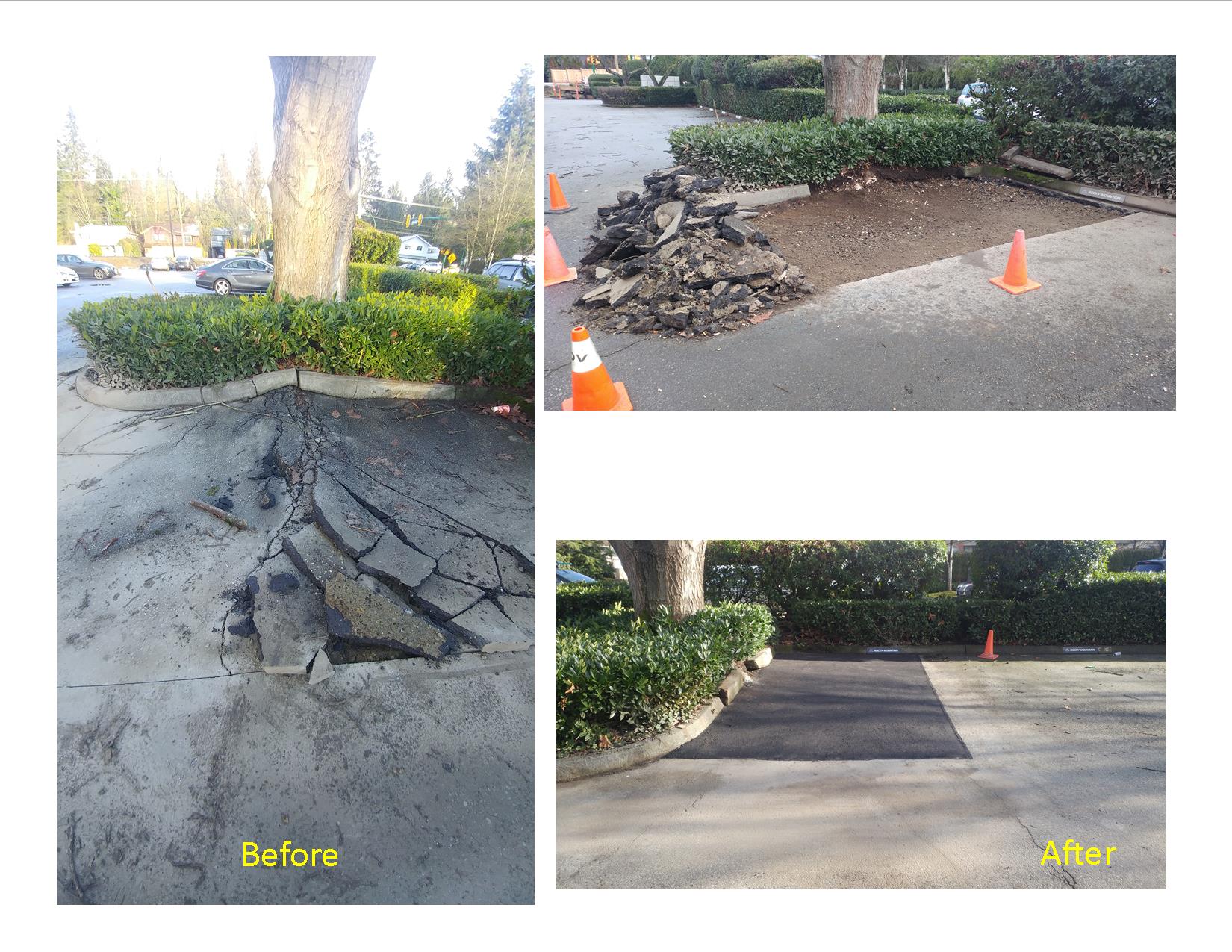 Parking lot repair - tree root damage